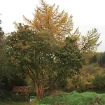 Οργανωμένο κάμπινγκ Aughavannagh Yurt Glamping