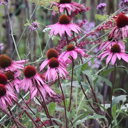 Campo de lujo Aughavannagh Yurt Glamping Aughrim