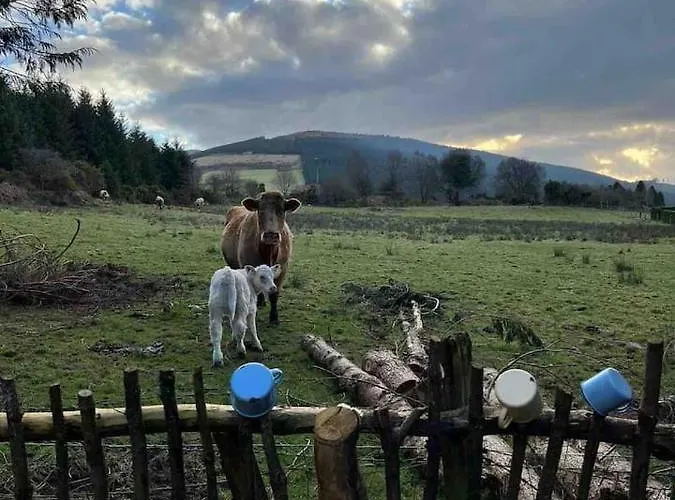 Aughavannagh Yurt Glamping *