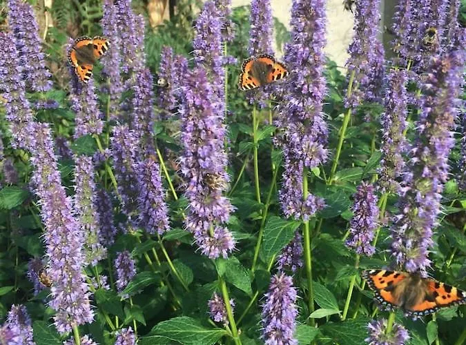 Aughavannagh Yurt Glamping 럭셔리텐트